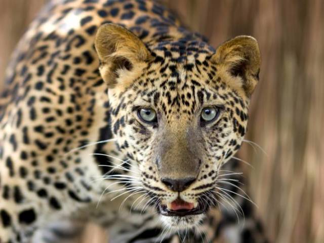 Leopardo