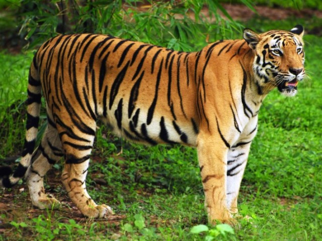 Tigre