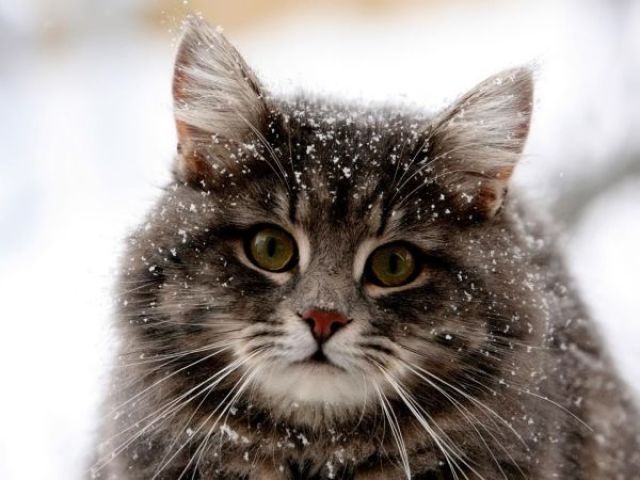 Qual é o tipo de gato ideal para você?