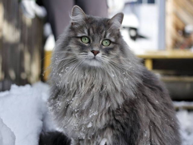 Siberiano