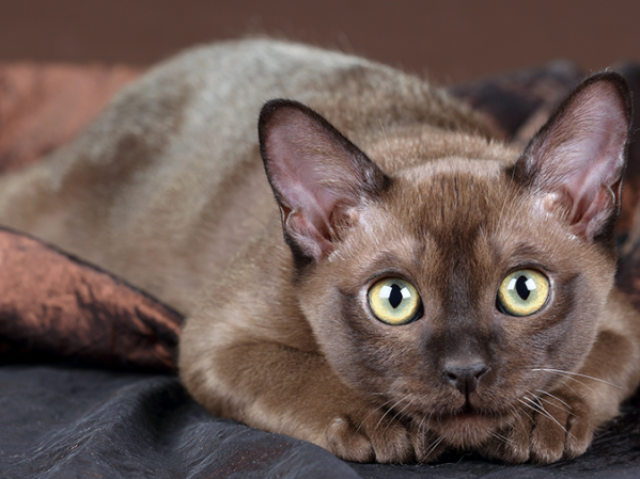 Burmese