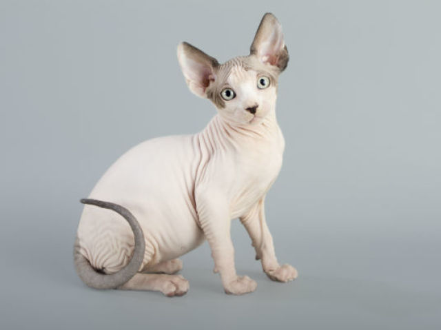 Sphynx