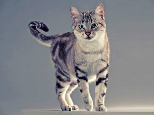 American Shorthair