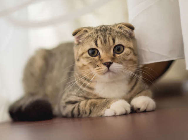 Scottish Fold