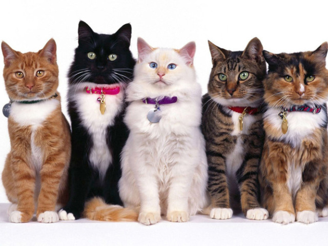 Você conhece as raças de gatos?