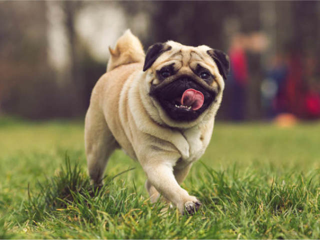 Cachorro