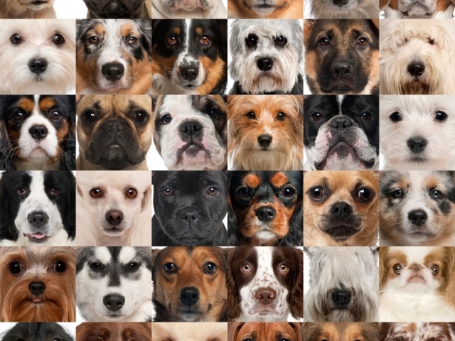 Você conhece as raças de cães?