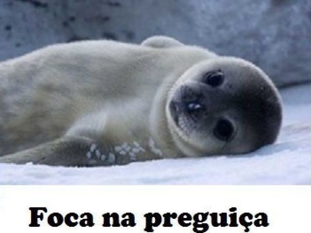 foca