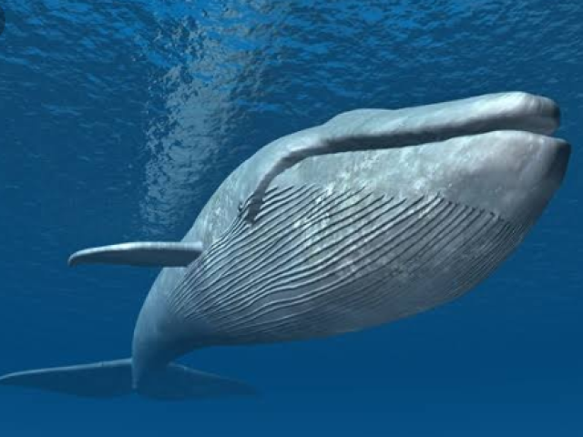 Baleia