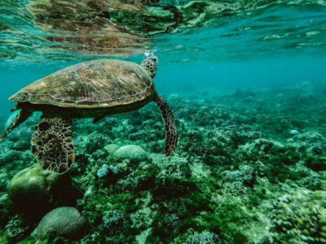 Tartaruga marinha
