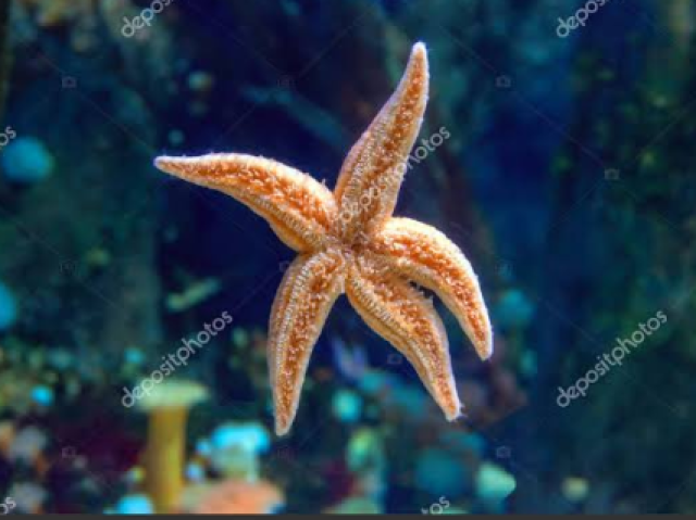 Estrela do mar