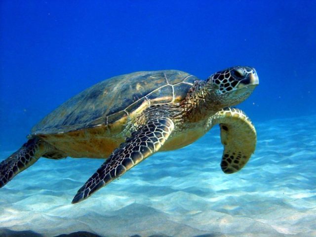 Tartaruga
