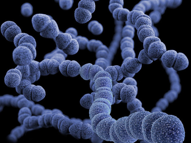 Streptococos pneumoniae
