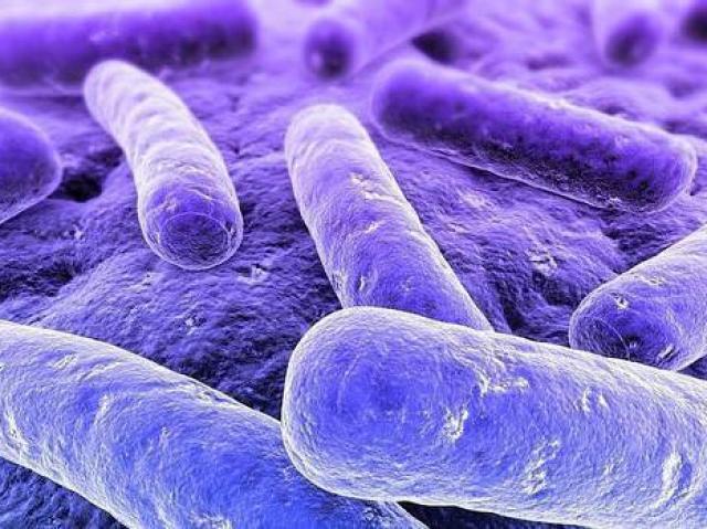 Klebisiella pneumoniae