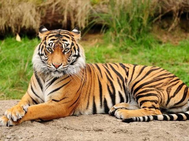 Tigre