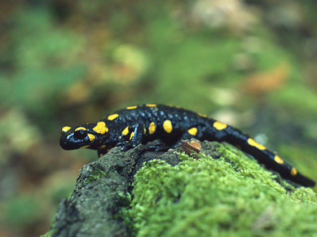 SALAMANDRA