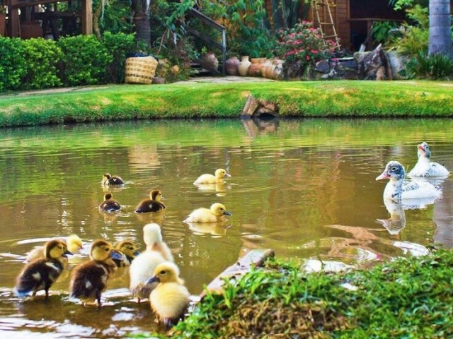 EM UM HOTEL FAZENDA