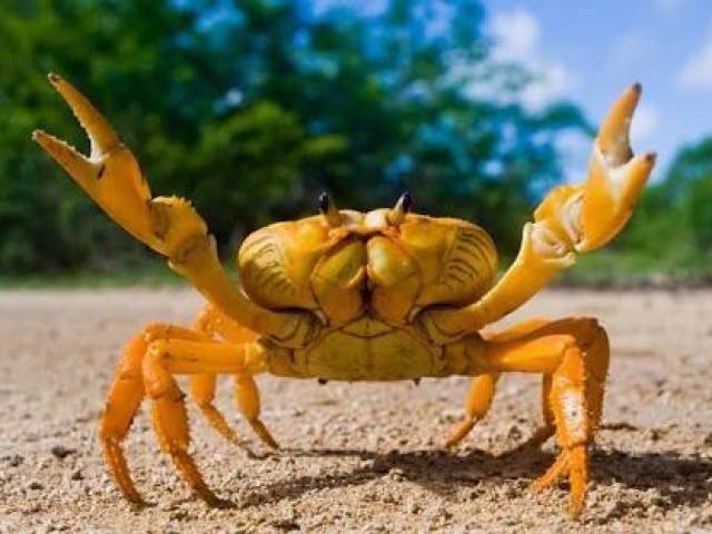 Câncer