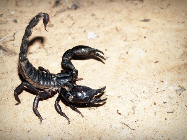 Escorpião