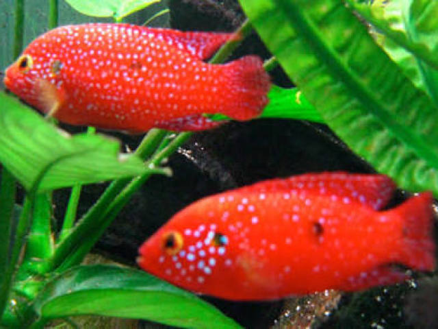 Peixes
