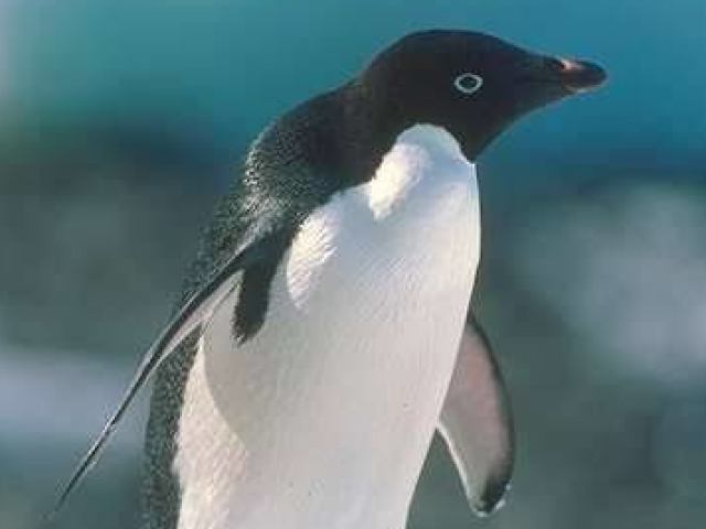 Pinguim