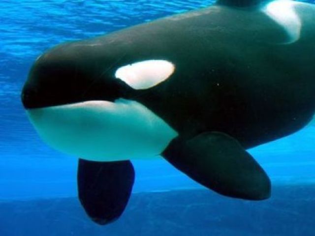 BALEIA ORCA