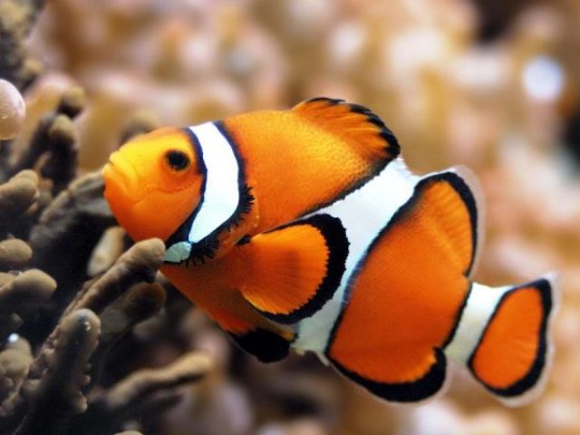 PEIXE PALHAÇO