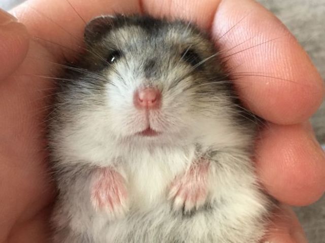 Hamster