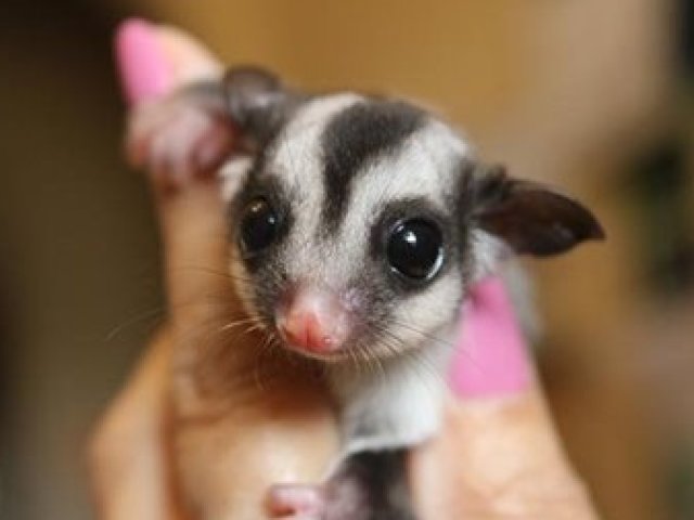 sugar glider