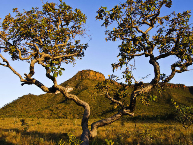 O quanto você conhece o bioma Cerrado?