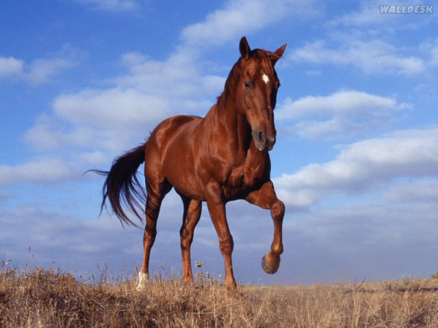 Cavalgando.