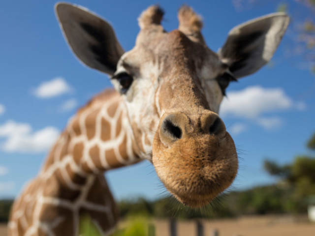 Girafa
