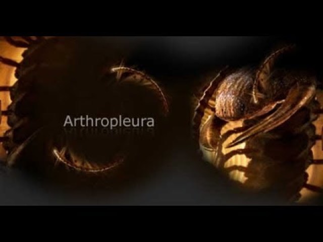 arthhropleura