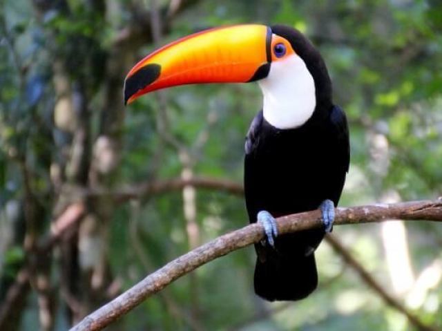 Tucano