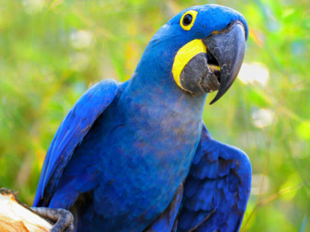 Arara-azul