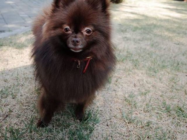 Um cachorrinho de pelagem negra