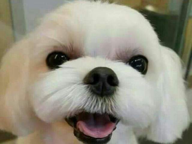 Um cachorrinho de pelagem clara