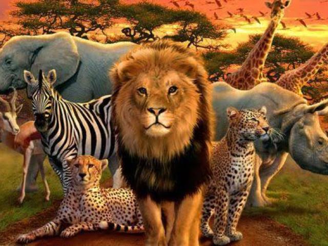 Com qual animal você se identifica?