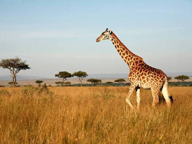 Girafa