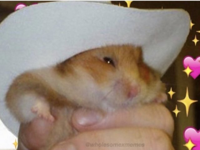 hamster cowboy amoroso