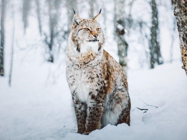 Lince