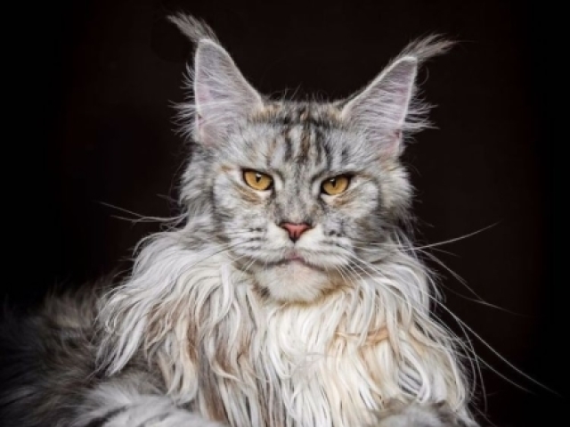 Maine-coon