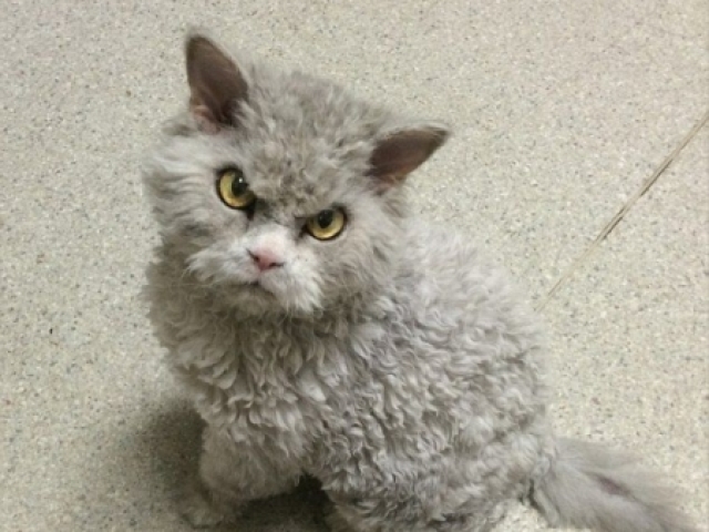 Selkirk Rex >:3