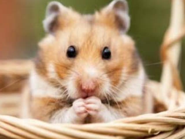 Hamster