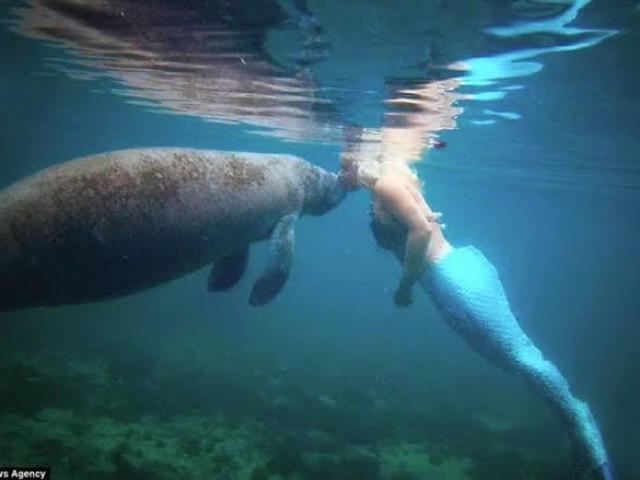 Mãe dos animais