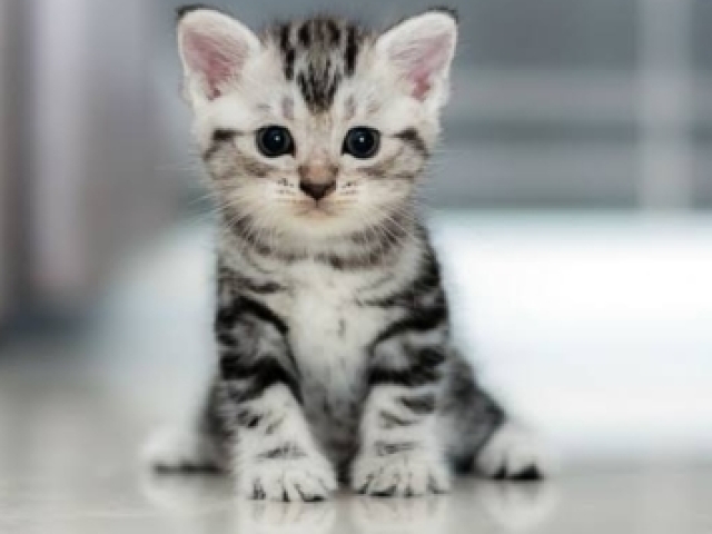 Gato!