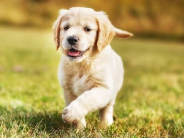 Cachorro!