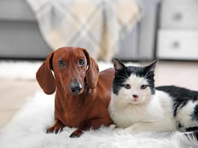 Você é mais cachorro ou gato?
