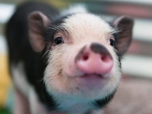 Qual animal você seria?