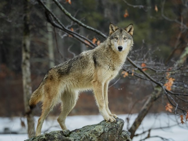 Lobo